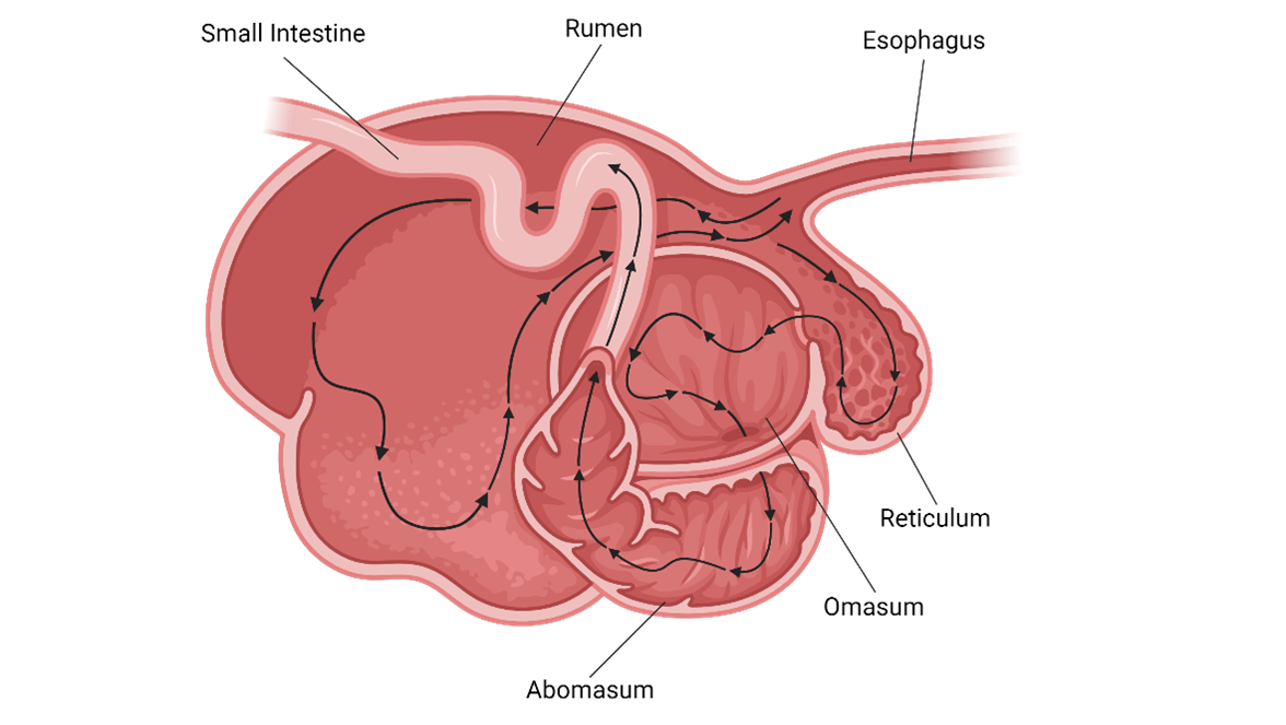 Diagram of a ruminant’s digestive system, illustrating the flow of ingested material through the various stomach compartments. The diagram highlights the esophagus, rumen, reticulum, omasum, abomasum, and intestines, with arrows indicating the movement of food as it undergoes digestion. 